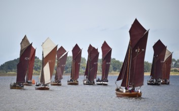 Zeesbootregatta on the Bodden near Bodstedt, Darß, Mecklenburg-Vorpommern, Germany