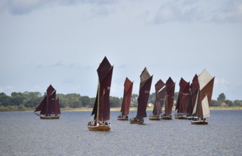 Zeesbootregatta on the Bodden near Bodstedt, Darß, Mecklenburg-Vorpommern, Germany