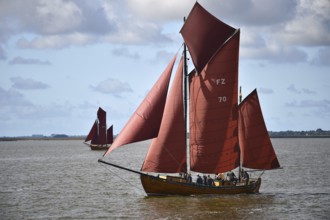 Zeesbootregatta on the Bodden near Bodstedt, Darß, Mecklenburg-Vorpommern, Germany