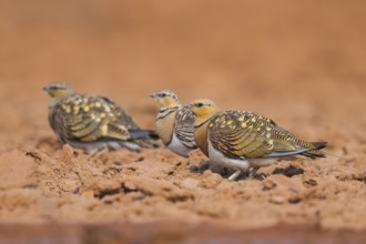 Pin-tailed Sandgrouse (Pterocles alchata) on a farmers field, Belchite, Aragon, Saragossa, Spain