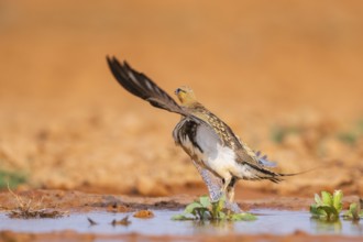 Pin-tailed Sandgrouse (Pterocles alchata) flying on a farmers field at a water pool, Belchite,