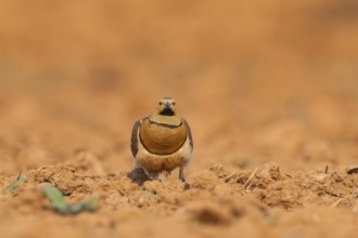 Pin-tailed Sandgrouse (Pterocles alchata) on a farmers field, Belchite, Aragon, Saragossa, Spain