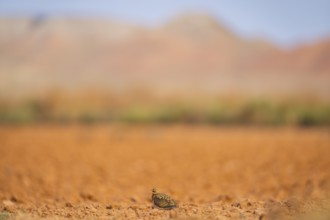 Pin-tailed Sandgrouse (Pterocles alchata) on a farmers field, Belchite, Aragon, Saragossa, Spain