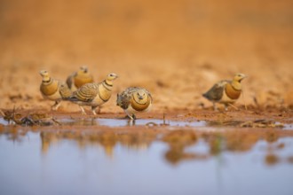 Pin-tailed Sandgrouse (Pterocles alchata) on a farmers field at a water pool, Belchite, Aragon,