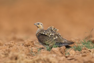 Pin-tailed Sandgrouse (Pterocles alchata) on a farmers field, Belchite, Aragon, Saragossa, Spain