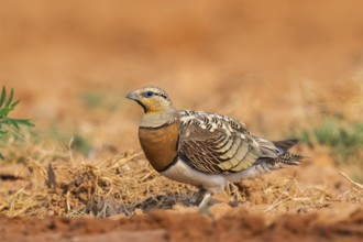 Pin-tailed Sandgrouse (Pterocles alchata) on a farmers field, Belchite, Aragon, Saragossa, Spain