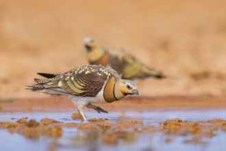 Pin-tailed Sandgrouse (Pterocles alchata) on a farmers field at a water pool, Belchite, Aragon,