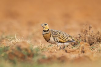 Pin-tailed Sandgrouse (Pterocles alchata) on a farmers field, Belchite, Aragon, Saragossa, Spain