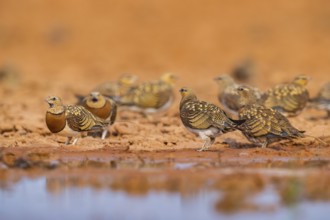 Pin-tailed Sandgrouse (Pterocles alchata) on a farmers field at a water pool, Belchite, Aragon,