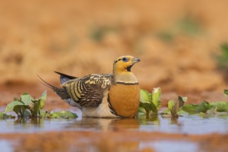 Pin-tailed Sandgrouse (Pterocles alchata) on a farmers field at a water pool, Belchite, Aragon,