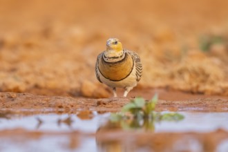 Pin-tailed Sandgrouse (Pterocles alchata) on a farmers field at a water pool, Belchite, Aragon,