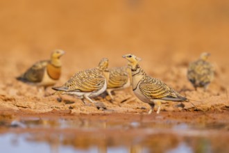 Pin-tailed Sandgrouse (Pterocles alchata) on a farmers field at a water pool, Belchite, Aragon,