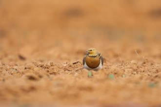 Pin-tailed Sandgrouse (Pterocles alchata) on a farmers field, Belchite, Aragon, Saragossa, Spain