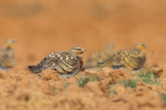 Pin-tailed Sandgrouse (Pterocles alchata) on a farmers field, Belchite, Aragon, Saragossa, Spain