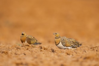 Pin-tailed Sandgrouse (Pterocles alchata) on a farmers field, Belchite, Aragon, Saragossa, Spain