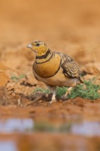 Pin-tailed Sandgrouse (Pterocles alchata) on a farmers field at a water pool, Belchite, Aragon,