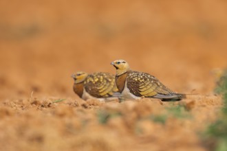 Pin-tailed Sandgrouse (Pterocles alchata) on a farmers field, Belchite, Aragon, Saragossa, Spain