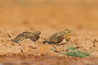 Pin-tailed Sandgrouse (Pterocles alchata) on a farmers field, Belchite, Aragon, Saragossa, Spain