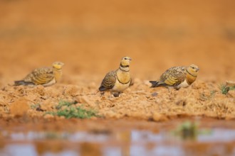Pin-tailed Sandgrouse (Pterocles alchata) on a farmers field at a water pool, Belchite, Aragon,