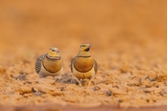 Pin-tailed Sandgrouse (Pterocles alchata) on a farmers field, Belchite, Aragon, Saragossa, Spain