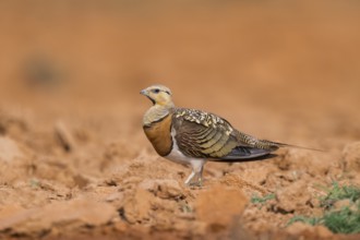 Pin-tailed Sandgrouse (Pterocles alchata) on a farmers field, Belchite, Aragon, Saragossa, Spain