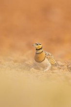 Pin-tailed Sandgrouse (Pterocles alchata) on a farmers field, Belchite, Aragon, Saragossa, Spain