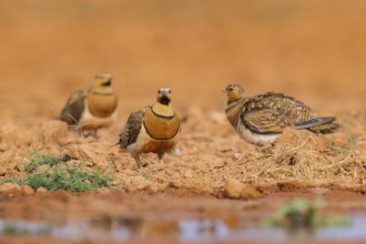 Pin-tailed Sandgrouse (Pterocles alchata) on a farmers field at a water pool, Belchite, Aragon,