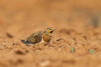 Pin-tailed Sandgrouse (Pterocles alchata) on a farmers field, Belchite, Aragon, Saragossa, Spain
