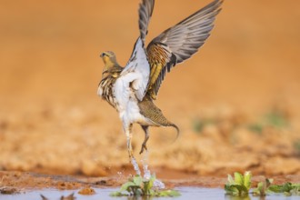 Pin-tailed Sandgrouse (Pterocles alchata) flying on a farmers field at a water pool, Belchite,