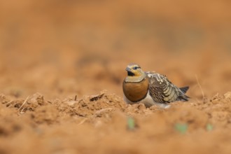 Pin-tailed Sandgrouse (Pterocles alchata) on a farmers field, Belchite, Aragon, Saragossa, Spain