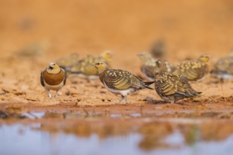 Pin-tailed Sandgrouse (Pterocles alchata) on a farmers field at a water pool, Belchite, Aragon,