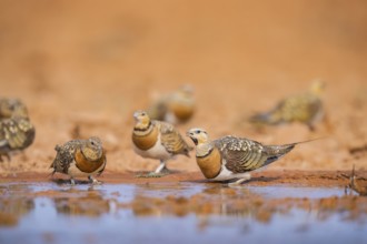 Pin-tailed Sandgrouse (Pterocles alchata) on a farmers field drinking at a water pool, Belchite,