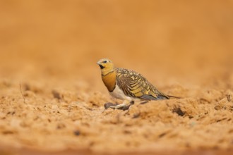 Pin-tailed Sandgrouse (Pterocles alchata) on a farmers field, Belchite, Aragon, Saragossa, Spain