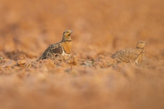 Pin-tailed Sandgrouse (Pterocles alchata) on a farmers field, Belchite, Aragon, Saragossa, Spain