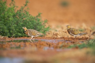 Pin-tailed Sandgrouse (Pterocles alchata) on a farmers field at a water pool, Belchite, Aragon,