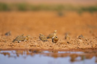 Pin-tailed Sandgrouse (Pterocles alchata) on a farmers field at a water pool, Belchite, Aragon,
