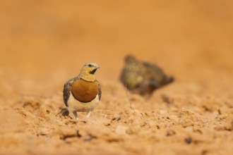 Pin-tailed Sandgrouse (Pterocles alchata) on a farmers field, Belchite, Aragon, Saragossa, Spain