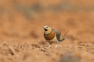 Pin-tailed Sandgrouse (Pterocles alchata) on a farmers field, Belchite, Aragon, Saragossa, Spain