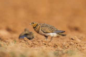 Pin-tailed Sandgrouse (Pterocles alchata) on a farmers field, Belchite, Aragon, Saragossa, Spain