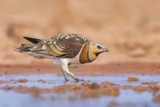 Pin-tailed Sandgrouse (Pterocles alchata) on a farmers field at a water pool, Belchite, Aragon,