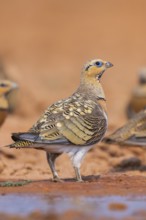 Pin-tailed Sandgrouse (Pterocles alchata) on a farmers field at a water pool, Belchite, Aragon,