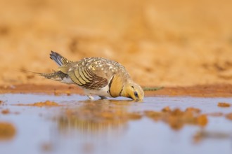 Pin-tailed Sandgrouse (Pterocles alchata) on a farmers field drinking at a water pool, Belchite,