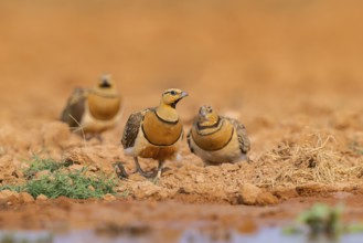 Pin-tailed Sandgrouse (Pterocles alchata) on a farmers field at a water pool, Belchite, Aragon,