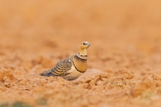 Pin-tailed Sandgrouse (Pterocles alchata) on a farmers field, Belchite, Aragon, Saragossa, Spain