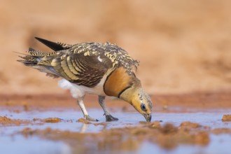 Pin-tailed Sandgrouse (Pterocles alchata) on a farmers field drinking at a water pool, Belchite,