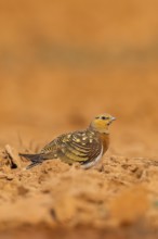 Pin-tailed Sandgrouse (Pterocles alchata) on a farmers field, Belchite, Aragon, Saragossa, Spain