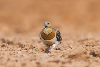 Pin-tailed Sandgrouse (Pterocles alchata) on a farmers field, Belchite, Aragon, Saragossa, Spain