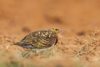 Pin-tailed Sandgrouse (Pterocles alchata) on a farmers field, Belchite, Aragon, Saragossa, Spain