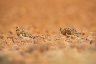 Pin-tailed Sandgrouse (Pterocles alchata) on a farmers field, Belchite, Aragon, Saragossa, Spain