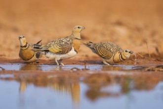 Pin-tailed Sandgrouse (Pterocles alchata) on a farmers field at a water pool, Belchite, Aragon,